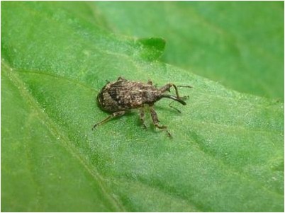 Колорадский колорадский