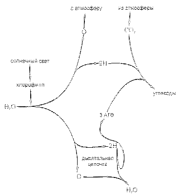обмена веществ