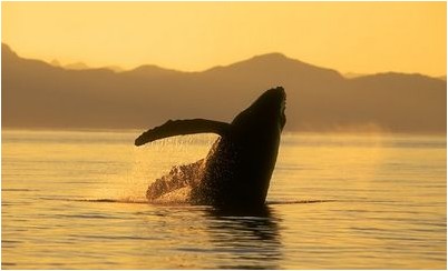 биологии моря