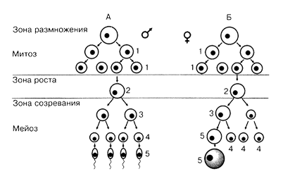 регистрация