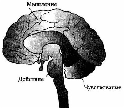 мозг мозг