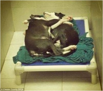 межродственного скрещивания