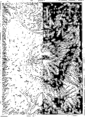 вылупившиеся птенцы