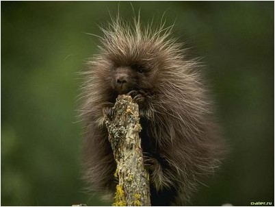 поджелудочной железы