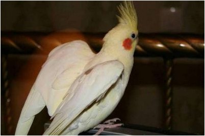 числа копий