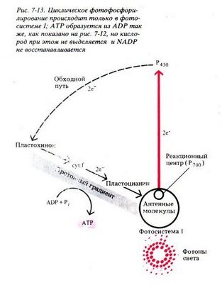 фотосинтез фотосинтез