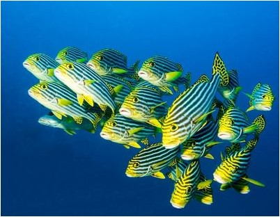 пресноводной рыбы