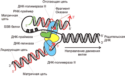 золотыми бусинками
