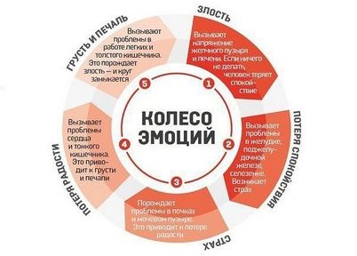 клетки беты клетки беты