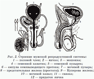 сперма