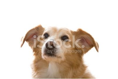 волосковые клетки