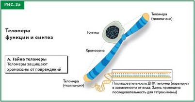рост волос рост волос