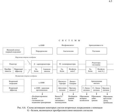 жадно-паралитического действия