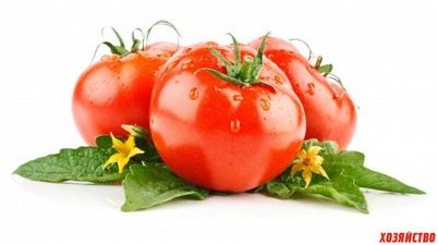 помидор