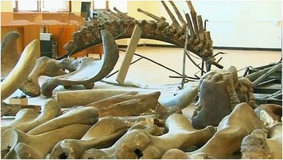 йельскому йельскому
