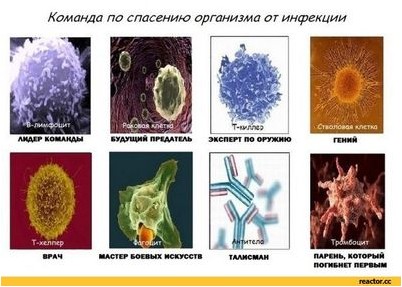 регулирующие клетки