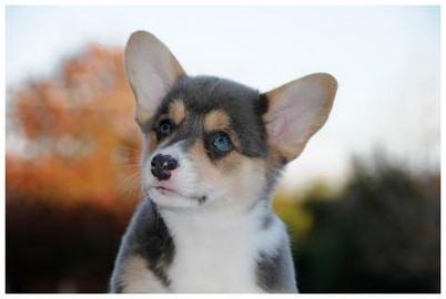 домашней собаки