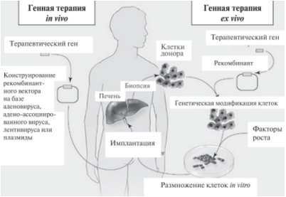 генотерапия