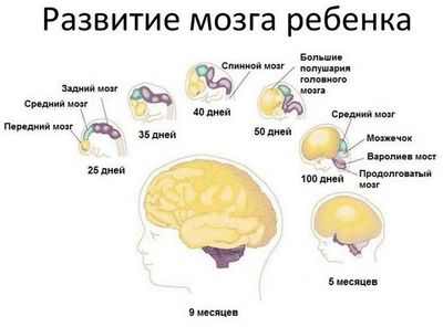 Воспоминания новорожденных клеток мозга