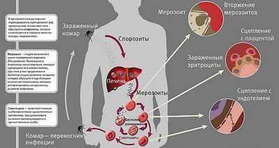 Дисфункция почек способствует тяжелой форме малярии